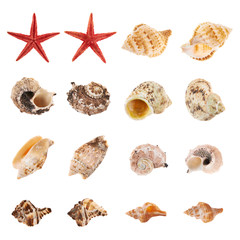 Set of multiple sea shells isolated