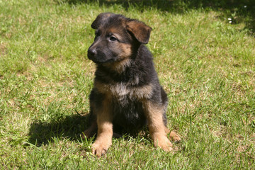 cucciolo di cane pastore tedesco