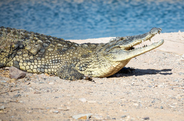 crocodile lying on the rocky shore