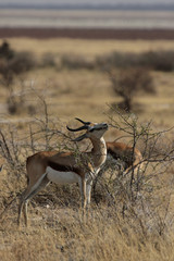 Springböcke (Antidorcas marsupialis) im Etosha Nationalpark