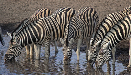 Fototapeta na wymiar Trinkende Zebras am Wasserloch im Etosha Nationalpark, Namibia