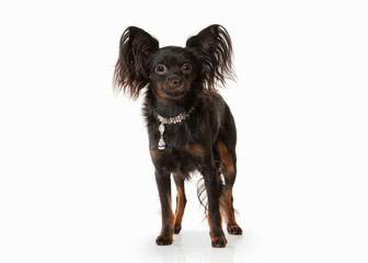 Dog. Russian toy terrier puppy on white background