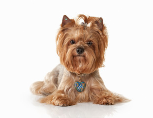 Dog. Yorkie puppy on white gradient background
