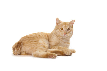 Fototapeta na wymiar Kurilian Bobtail red cat