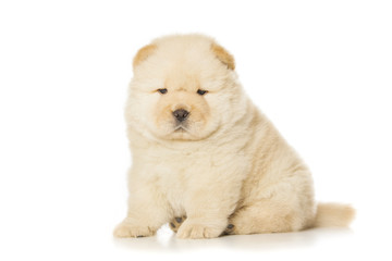 chow-chow puppy
