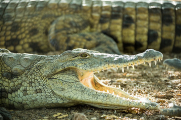 young crocodile lying on the rocky shore