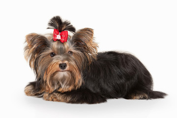 Dog. Yorkie puppy on white gradient background