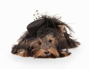 Dog. Yorkie puppy on white gradient background