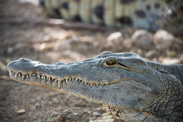 Fototapeta premium head of a young American crocodile