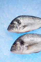 rohe Brassen auf Eis