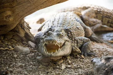 Photo sur Aluminium Crocodile large American crocodile