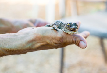 American crocodile lying on the hand