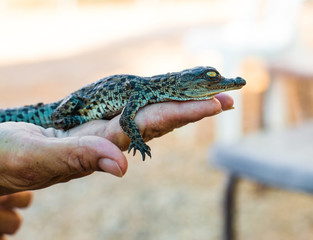 crocodile lying on the hand