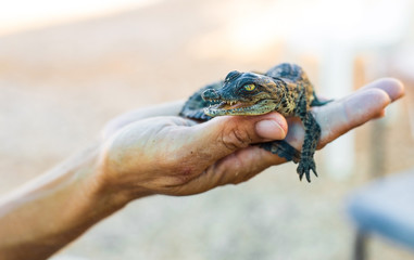 cub is American crocodile
