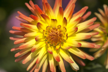 Single flower of dahlia colorl red and orange