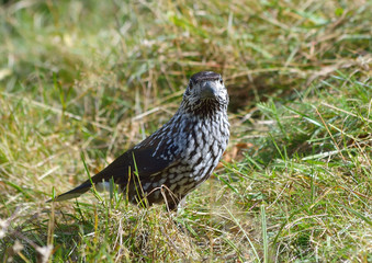 Nutcracker  (nucifraga caryocatactes)