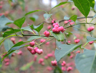 Branch of an euonymus European (Euonymus europaeus L.) with frui