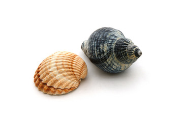 Schnecke und Muschel