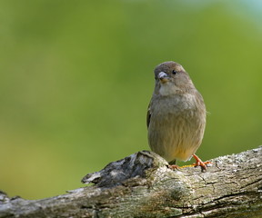 Female sparrow