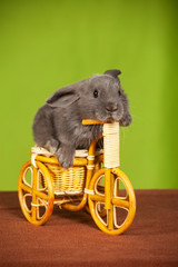 little gray rabbit  on a bicycle