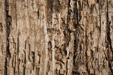 Very Old Wood Background