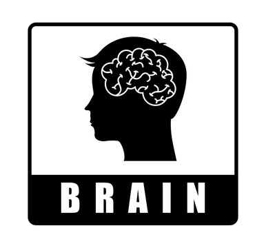 brain design