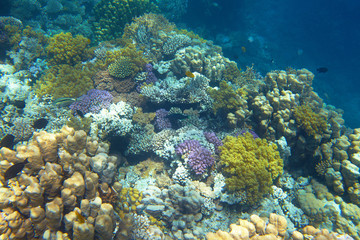 Plakat coral reef