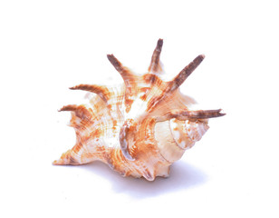 Seashell isolated on white background