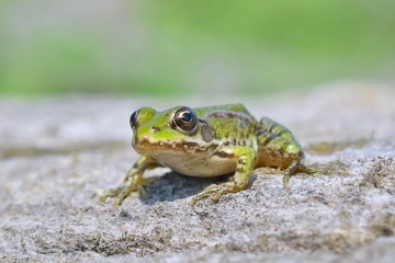 Edible frog ( Rana esculenta)