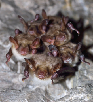 Groups of sleeping bats in cave (Myotis blythii)