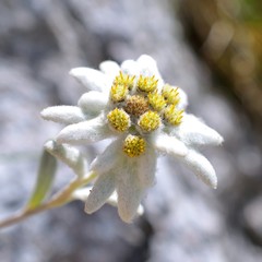 Edelweiss (Leontopodium alpinum)