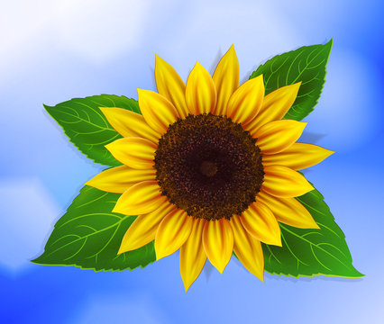 Vector sunflower with green leaves