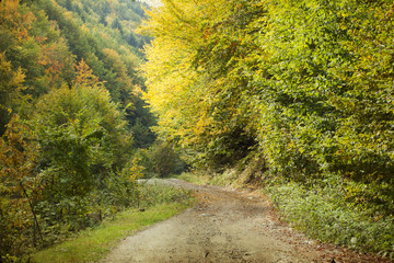 Curving road in autumn forest
