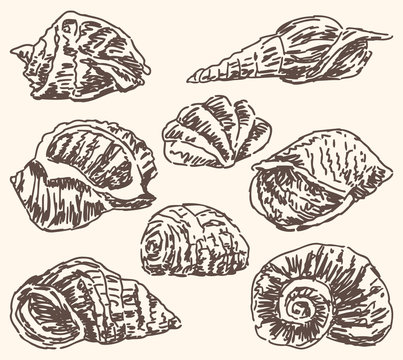 seashells doodle