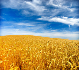 Naklejka premium Wheat field against a blue sky