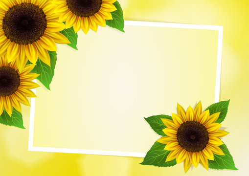 Sunflowers vector background for image and text