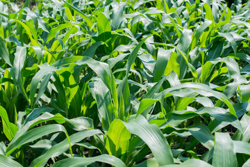 a green corn field, farming field