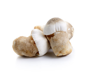 Fresh rice straw mushrooms