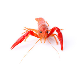 Red crawfish on white background