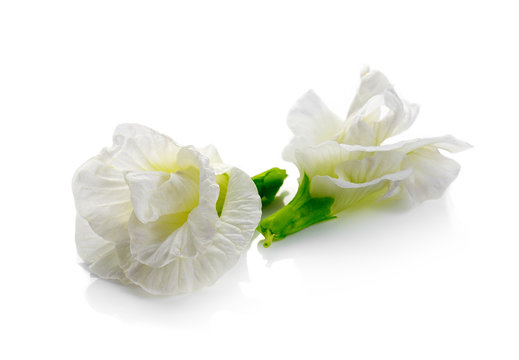 white clitoria ternatea or Aparajita flower isolated on white ba