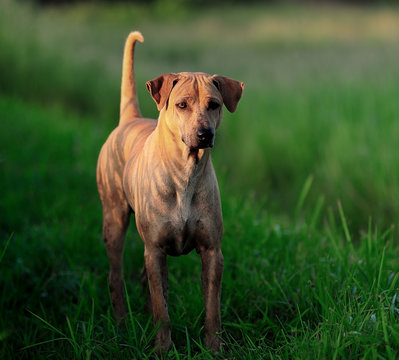 Thai Ridgeback Dog