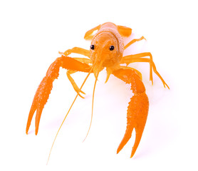 crawfish on white background