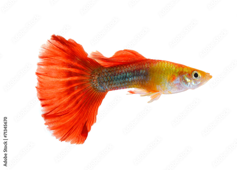 Poster guppy fish isolated on white background