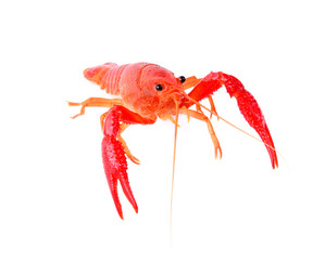 Red crawfish on white background