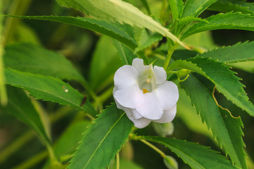 Impatiens glandulifera plant