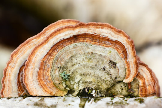 Trichaptum biforme