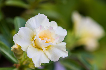 White Desert Rose or Impala Lily tropical flower.