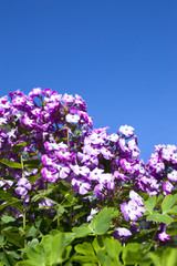 purple Phlox flowers  on sunny day.