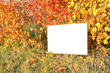 Naklejka na ściany i meble letter on the autumn background