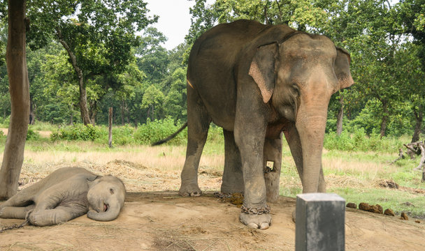mother elephant and  baby elephant  in chitwan,Nepal